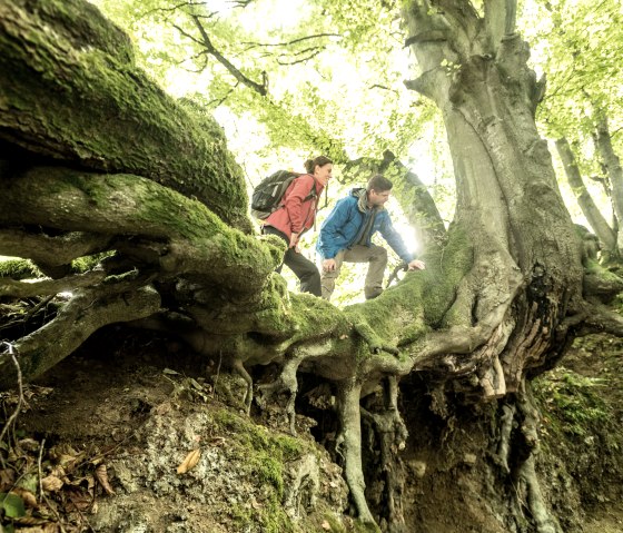 Twee wandelaars klimmen op een met mos bedekte boomstam in het bos. De omgeving is groen en dicht begroeid., © Eifel Tourismus GmbH, Dominik Ketz
