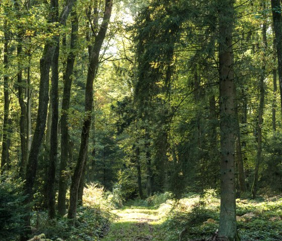 Through the forest on the Hinterb&uuml;sch-Pfad hiking tour, &copy; Eifel Tourismus GmbH/D.Ketz