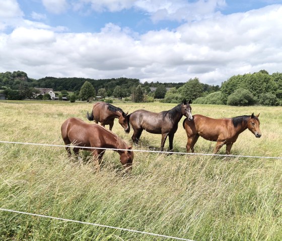 Pferde vom Reitstall auf den umliegenden Weiden