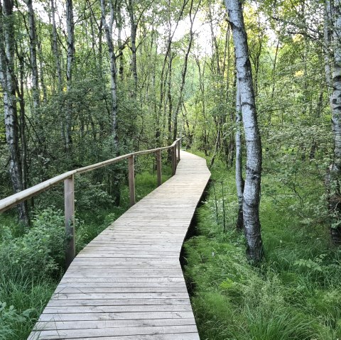 A wooden walkway winds its way through a dense forest of birch trees and lush greenery.