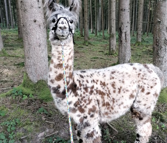 Een gestippelde lama staat aan de leiband in een bos en kijkt naar de camera.