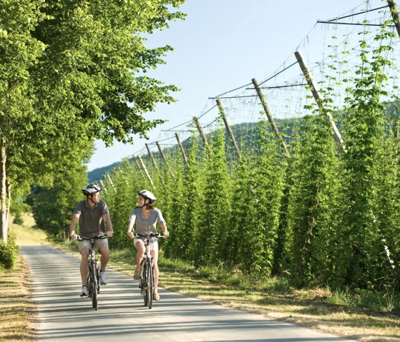 Hop fields on the Pr&uuml;m cycle path near Holsthum, &copy; Rheinland-Pfalz Tourismus GmbH/D. Ketz