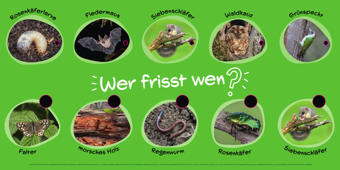 Großes Quiz-Schild zu "Wer frisst wen?" mit Tierbildern zum Verbinden.
