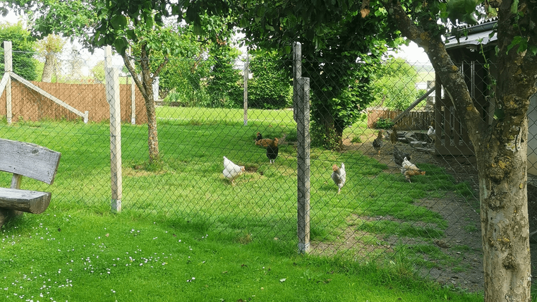 Ein grüner Garten mit Hühnern, die umherlaufen. Im Hintergrund sind Bäume und ein Holzgeländer zu sehen.
