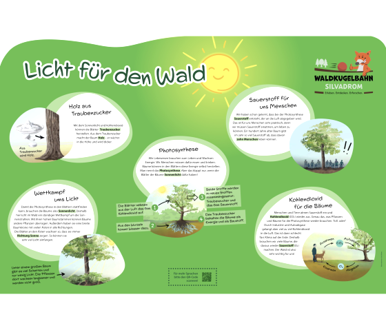 Information sign &lsquo;Light for the Forest&rsquo; with information about wood from glucose, competition for light, photosynthesis, oxygen for us humans and carbon dioxide for trees.