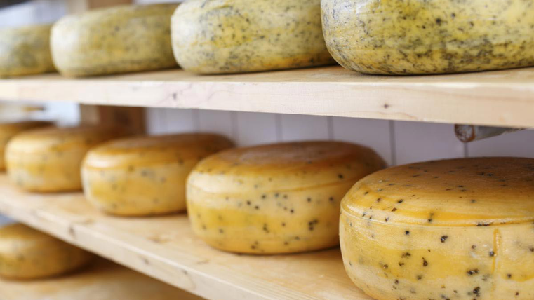 Mehrere Käse liegen auf Brettern in einem Schrank - der Käse ist leicht gepunktet
