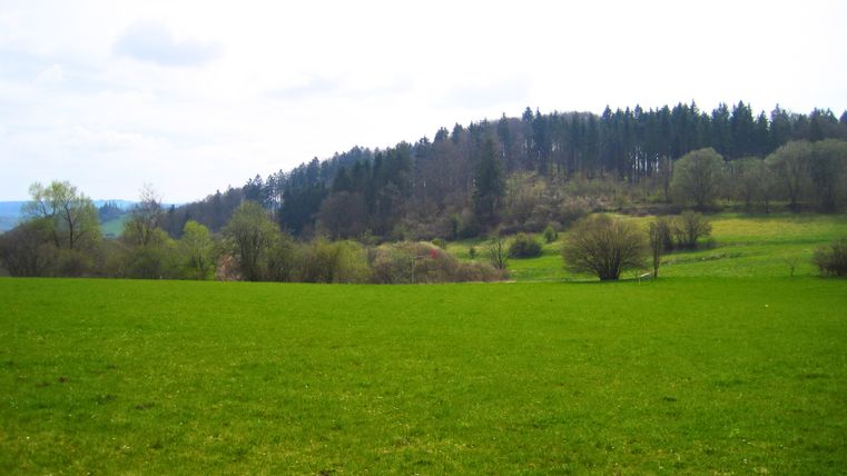 Groene weide met bomen en heuvels op de achtergrond onder een bewolkte hemel.