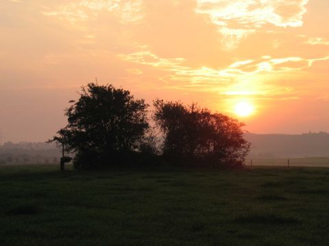 Sonnenuntergang hinter Bäumen auf einer Wiese.