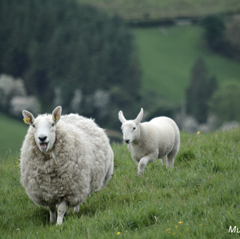 Musterbild Schafe, © Canva
