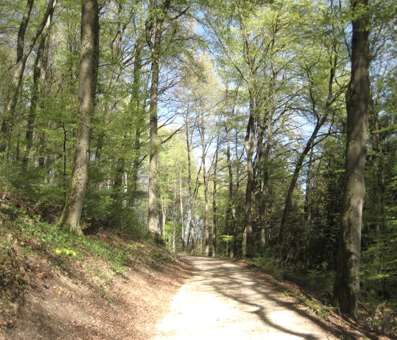 Ein sonniger Wanderweg führt durch einen Wald mit hohen Bäumen und frischem Frühlingsgrün. Der Himmel ist blau und klar., © Touristik GmbH Gerolsteiner Land