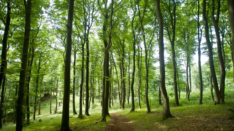 Une forêt dense avec de grands arbres et un sentier étroit qui traverse le sous-bois vert.