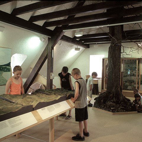 Interior of the Natural History Museum with an exhibition on trees and forests, which some children are looking at with interest.
