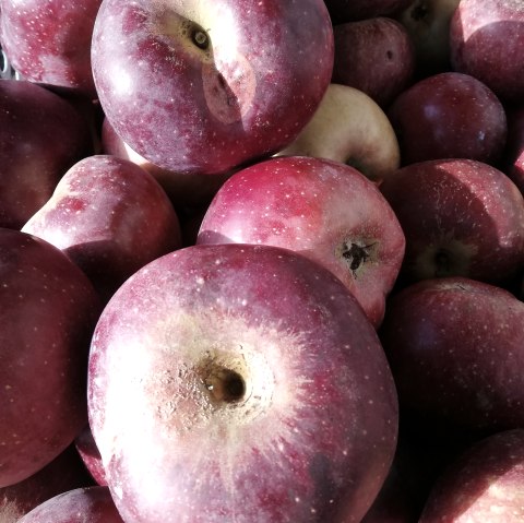 mobile Saftpresse, &copy; Hanne Bernardy