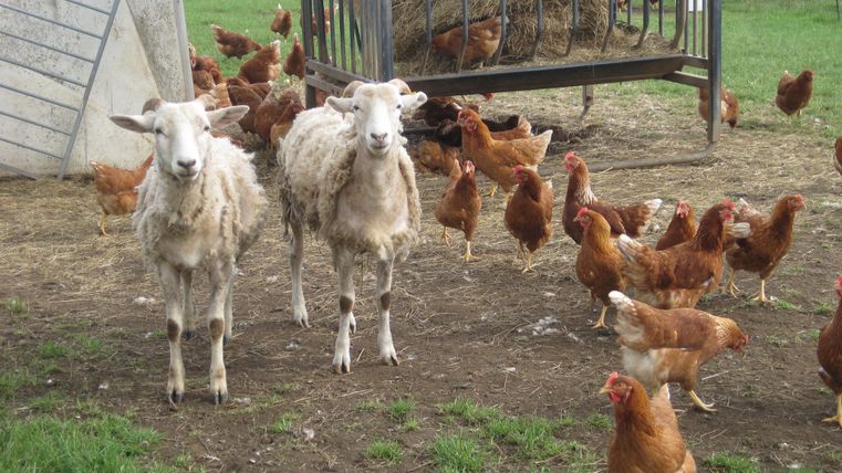 Zwei Schafe und mehrere Hühner auf einem Bauernhof.