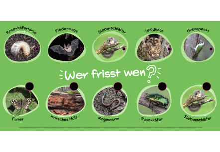 Groot quizbord voor de vraag: "Wie eet wie?"