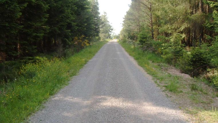 Ein gerader, unbefestigter Weg führt durch einen dichten Wald. Bäume und grüne Vegetation säumen den Weg auf beiden Seiten.