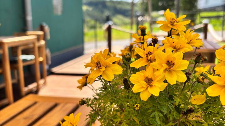 Ein schöner Blumentopf mit gelben Blumen steht auf einem Holztisch. Im Hintergrund sind grüne Landschaft und blauer Himmel sichtbar.