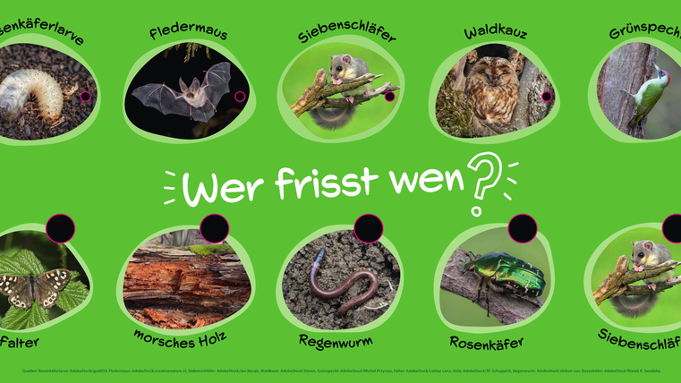 Großes Quiz-Schild zu "Wer frisst wen?" mit Tierbildern zum Verbinden.