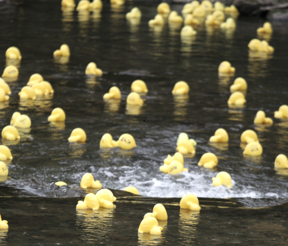 Zahlreiche gelbe Gummienten treiben auf einem Gew&auml;sser.