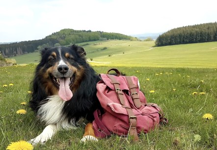Ein Hund liegt auf einer gro&szlig;en Wiese, auf der L&ouml;wenzahn bl&uuml;ht. An ihm lehnt ein roter Wanderrucksack.