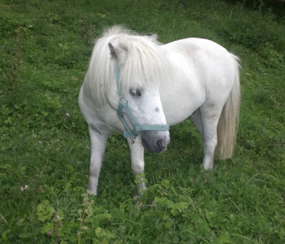 Pony Figaro