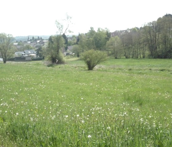 Green meadow with dandelions, trees and a village in the background. The sky is slightly cloudy., © Touristik GmbH Gerolsteiner Land