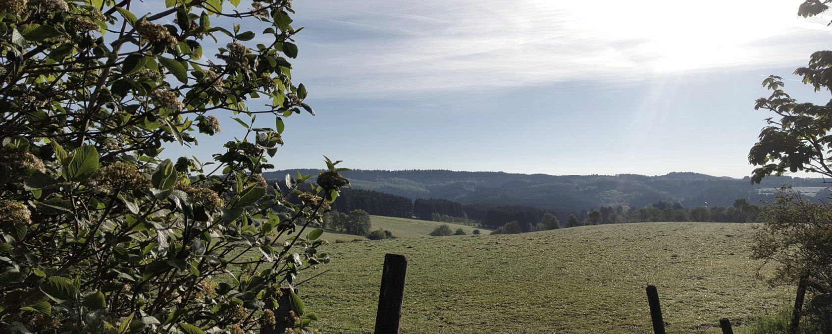 Morgensonne über grüner Wiese mit Bäumen und Sträuchern im Vordergrund. Der Himmel ist klar und blau., © Touristik GmbH Gerolsteiner Land