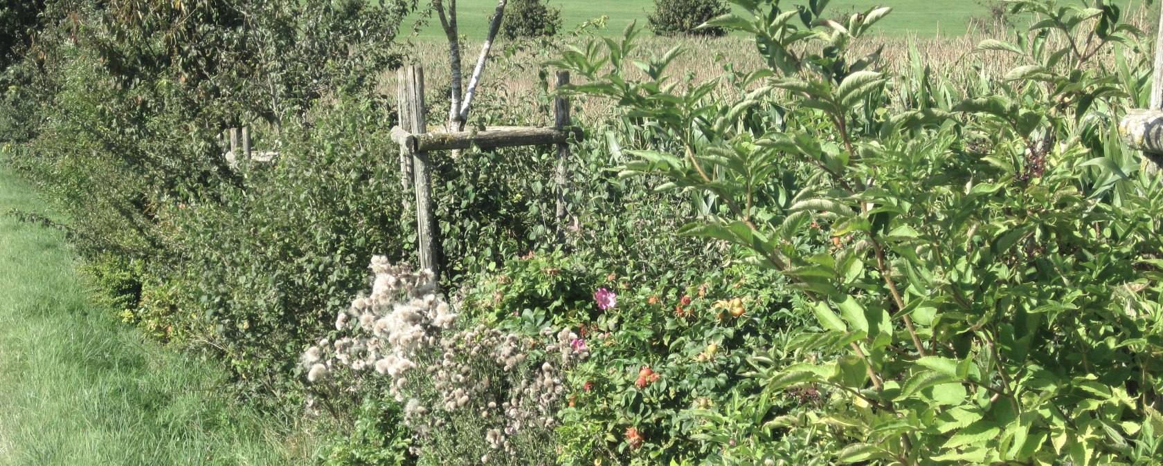 Ab durch die Hecke II, &copy; Touristik GmbH Gerolsteiner Land, Ute Klinkhammer