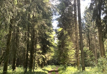 A narrow hiking trail leads through a dense, sun-drenched forest with tall trees and lush greenery., &copy; Touristik GmbH Gerolsteiner Land, Leonie Post