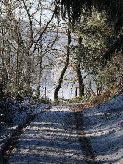 Ein verschneiter Waldweg mit Schatten von Bäumen. Der Himmel ist klar und die Szenerie wirkt ruhig und friedlich.