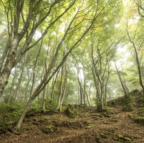 Wald, © Eifel Tourismus GmbH- Dominik Ketz