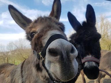 Nahaufnahme zweier Esel, die Geschirr um die Schnauze tragen.