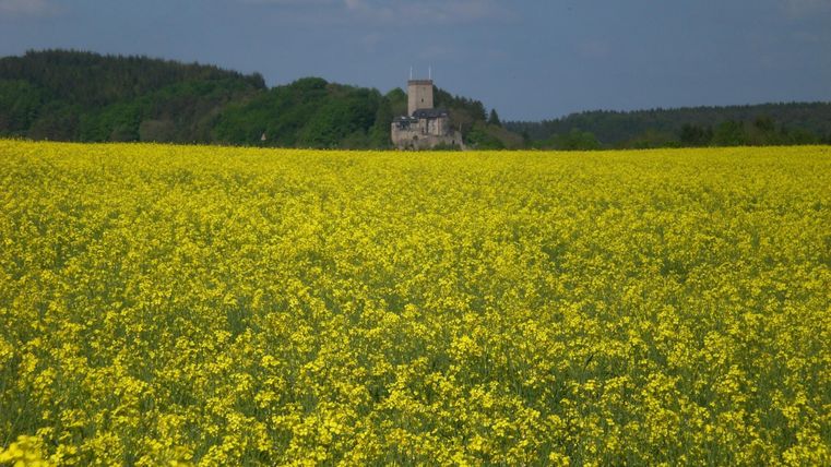 Ein weites Feld mit leuchtend gelben Rapsblüten erstreckt sich bis zum Horizont. Im Hintergrund ist eine alte Burg in der grünen Landschaft zu sehen.