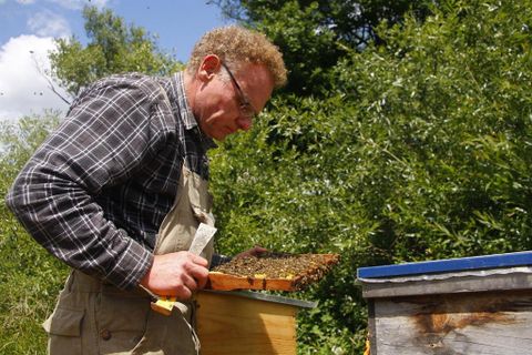 Ein Imker in kariertem Hemd und Latzhose inspiziert einen Bienenstock im Freien. Er hält eine Wabe in der Hand. Im Hintergrund sind Bäume zu sehen.