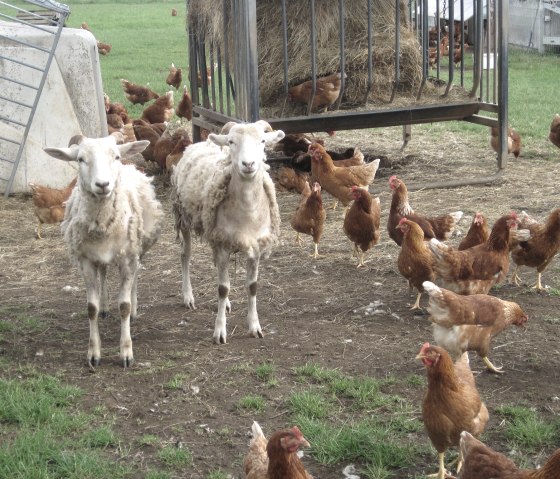 Two sheep are standing on a farm, surrounded by a large group of brown chickens. A bale of hay can be seen in the background., © Touristik GmbH Gerolsteiner Land, Ute Klinkhammer