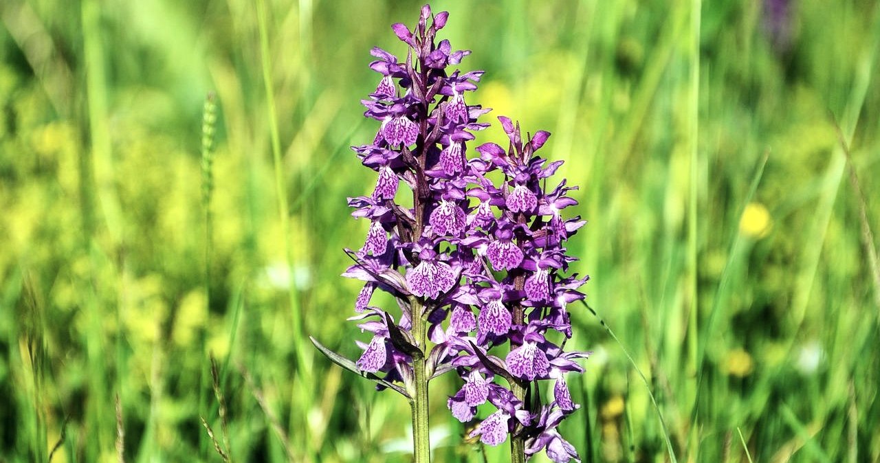 Wilde Orchideen, &copy; Pixabay