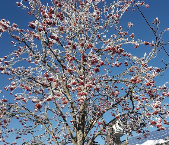 Eberesche im Dezember, &copy; Faber