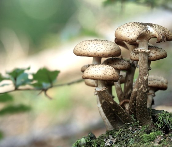 Pilze, &copy; pixabay