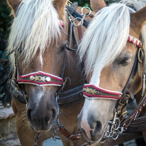 Two brown horses with white manes stand side by side in front of a carriage and wear harnesses.