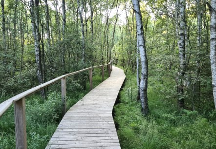 Ein Holzsteg schlängelt sich durch einen dichten Wald mit Birken und üppigem Grün.
