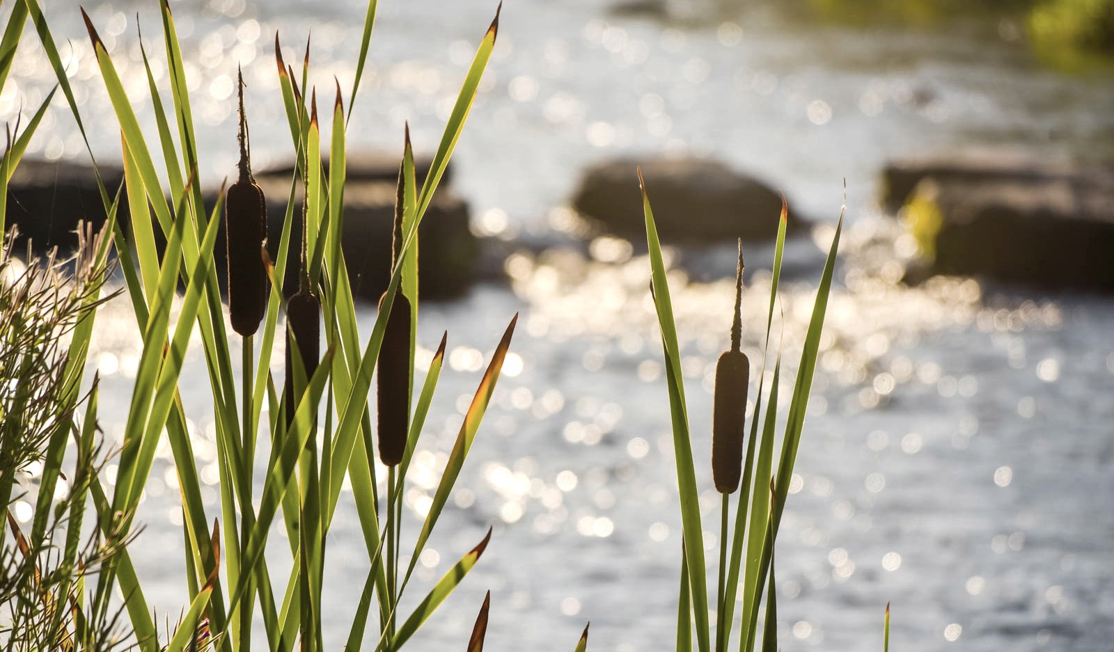 Wasserpflanzen am Rande der Kyll. Das Wasser des Flusses glitzert im Hintergrund.