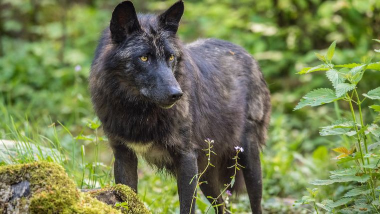 Ein schwarzer Wolf steht in einem Wald und schaut nach rechts.