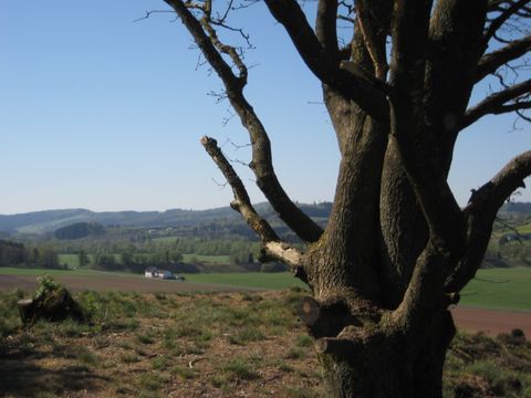 Baum im Vordergrund mit Landschaft im Hintergrund.
