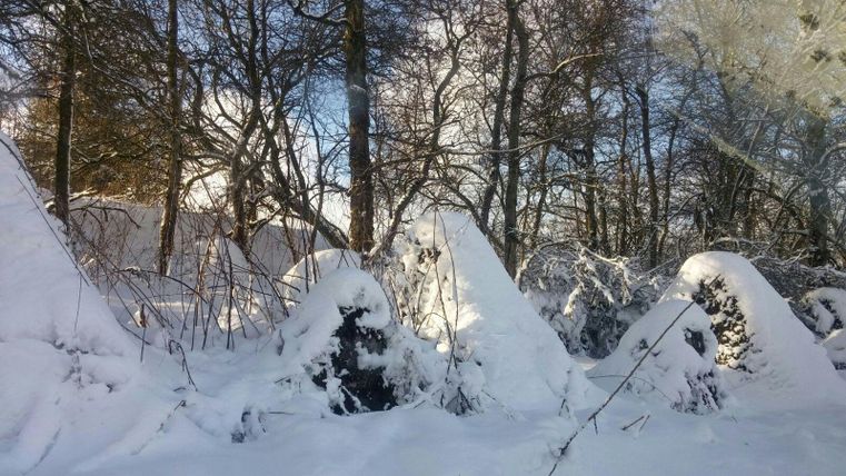 Barrières de tank enneigées dans la forêt, entourées d'arbres dénudés et d'un ciel bleu. La lumière du soleil filtre à travers les branches.