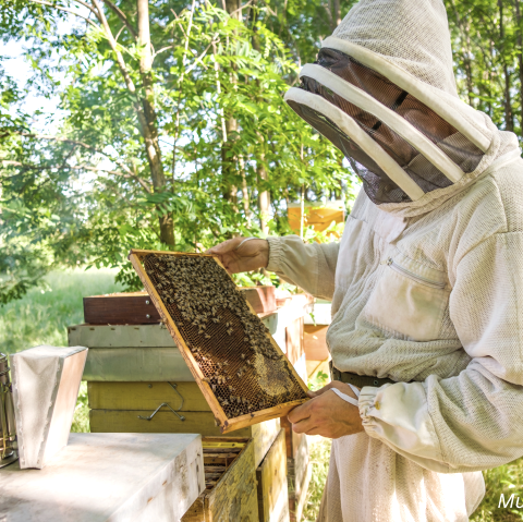 Musterbild Imker, &copy; Canva