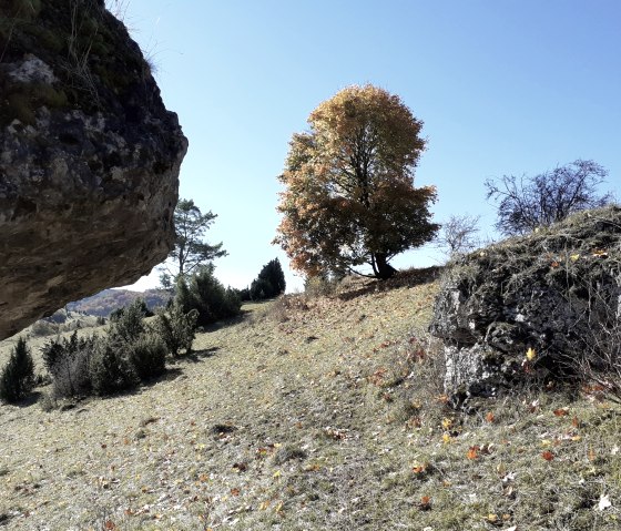 Herfstlandschap met een boom in felle kleuren, omringd door rotsen en weiden onder een helderblauwe lucht., &copy; Touristik GmbH Gerolsteiner Land