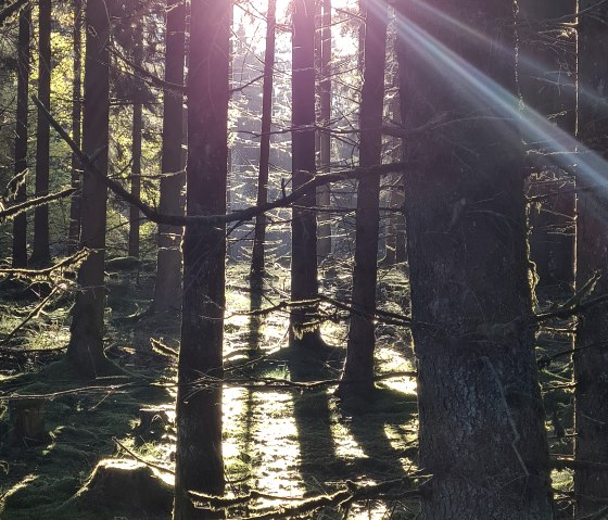 Sonnenstrahlen durchdringen einen dichten Wald, beleuchten den moosbedeckten Boden und erzeugen ein mystisches Lichtspiel., © Touristik GmbH Gerolsteiner Land