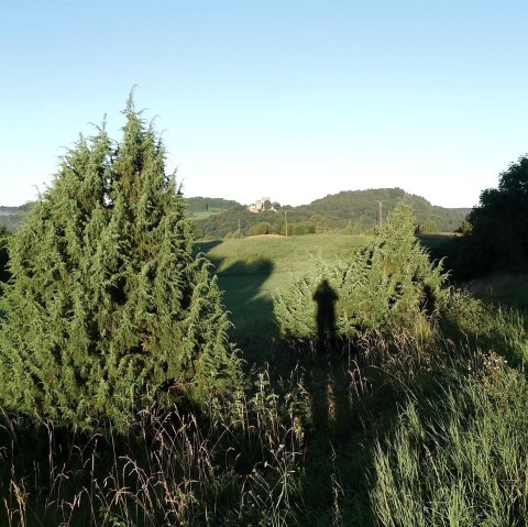 Mein Freund der Baum, &copy; Johannes Munkler