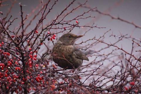 Ein Vogel sitzt in einem dornigen Strauch voller roter Beeren. Der Hintergrund ist unscharf.