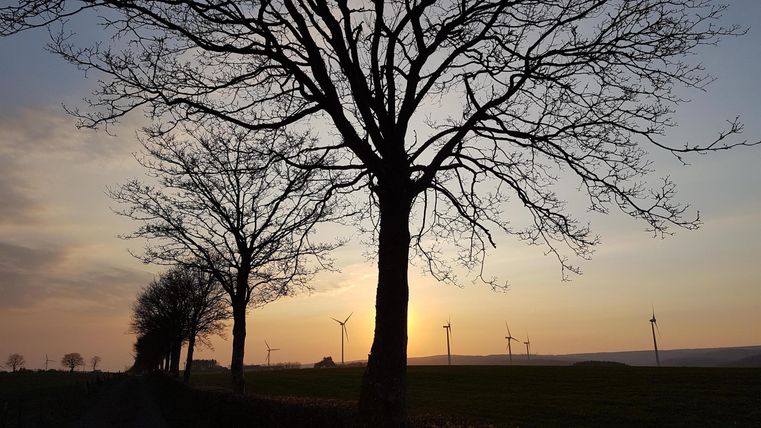 Silhouette von hohen Bäumen vor einem farbenfrohen Sonnenuntergang. Windräder sind im Hintergrund sichtbar.